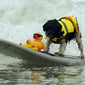 Une veste harnais pour votre chien : sécurité et confort même dans l’eau.